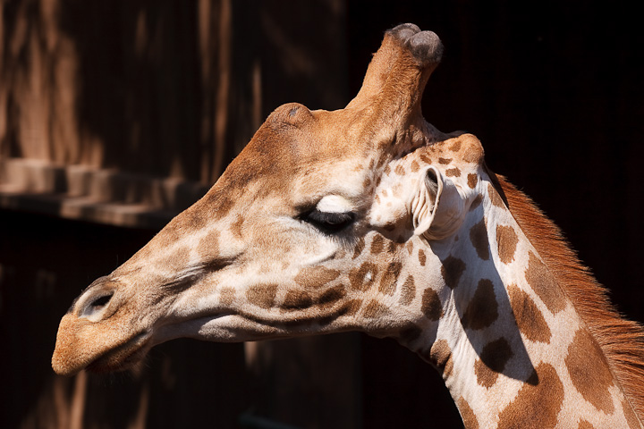 Portrait einer Giraffe