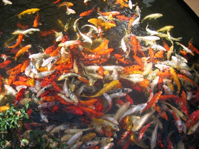 Koi-Karpfen