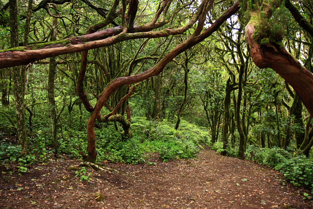 Urwald des Anagagebirges